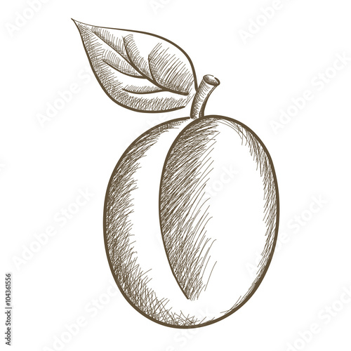Plum sketch.