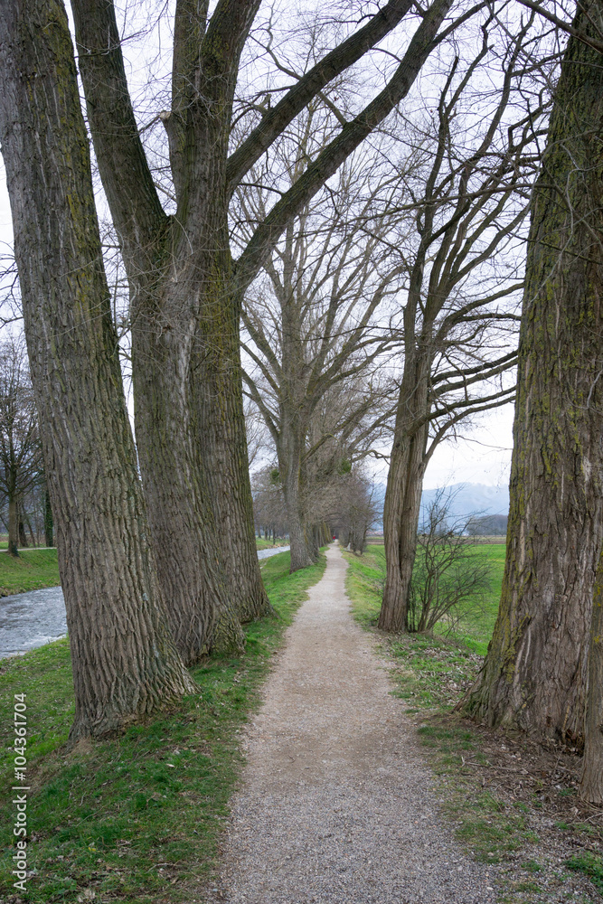 Allee im Münstertal, Schwarzwald Allee im Münstertal, Schwarzwald