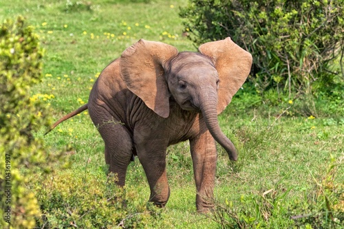 baby elephant running at addo elephant park south africa