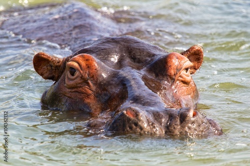 huge hippo at st lucia river