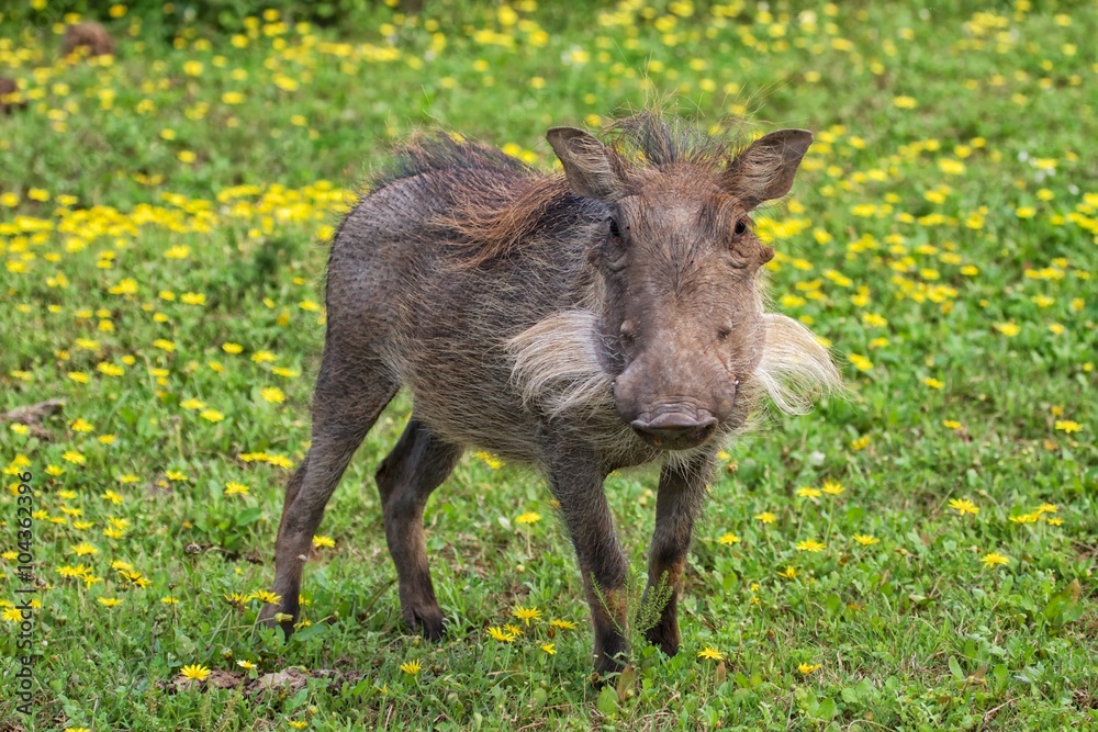 portrait of a warthog at addo elephant park south africa portrait of a warthog at addo elephant park south africa
