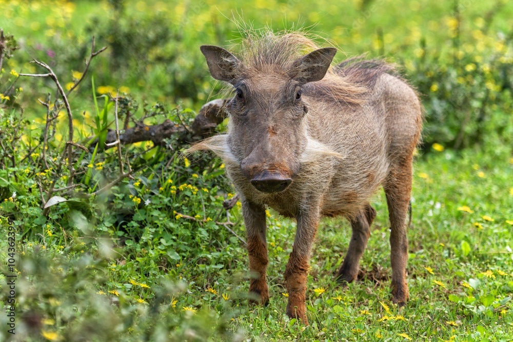 portrait of a warthog at addo elephant park portrait of a warthog at addo elephant park