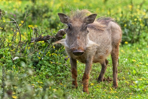 portrait of a warthog at addo elephant park