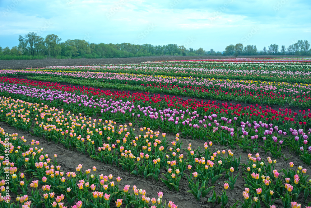 tulip fields