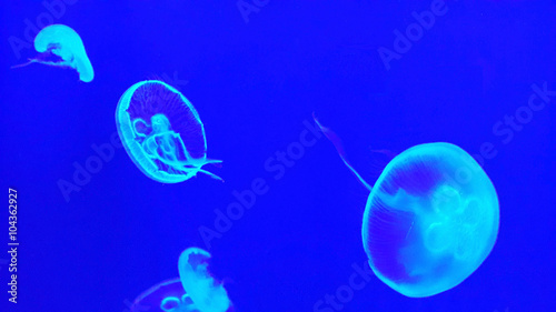 The jellyfish in the blue lighting