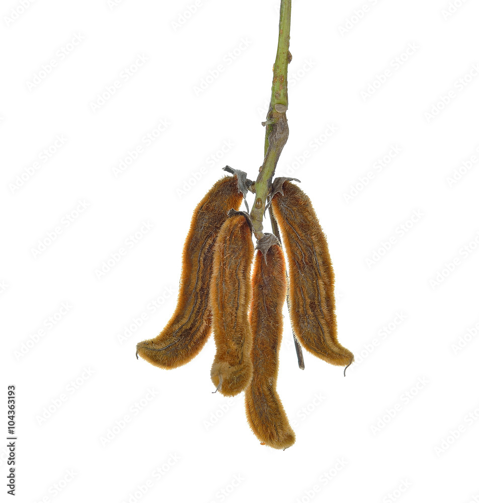 Fototapeta premium nettles brown pods with on white background(Mucuna pruriens)