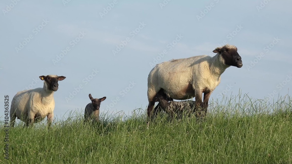 Schafe mit Lämmer auf der Wiese Schafe mit Lämmer auf der Wiese