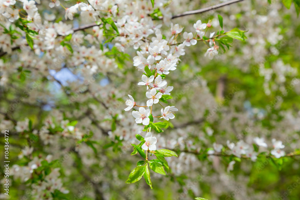 Cherry blossoms close-up Cherry blossoms close-up