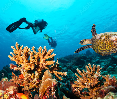 Fotografie Scuba divers explore a coral reef