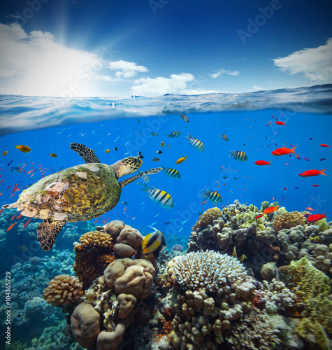 Fototapeta Naklejka Na Ścianę i Meble -  Underwater coral reef with horizon and water surface
