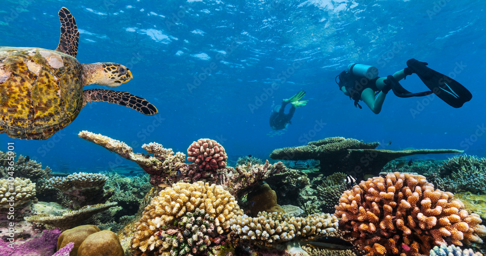 Naklejka premium Scuba divers explore a coral reef