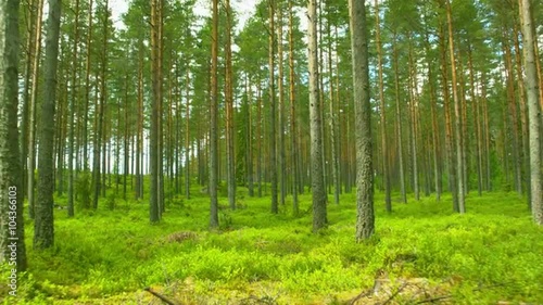 Flight trough forest