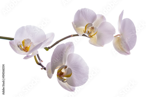 Fototapeta Naklejka Na Ścianę i Meble -  Beautiful flower orchid 4