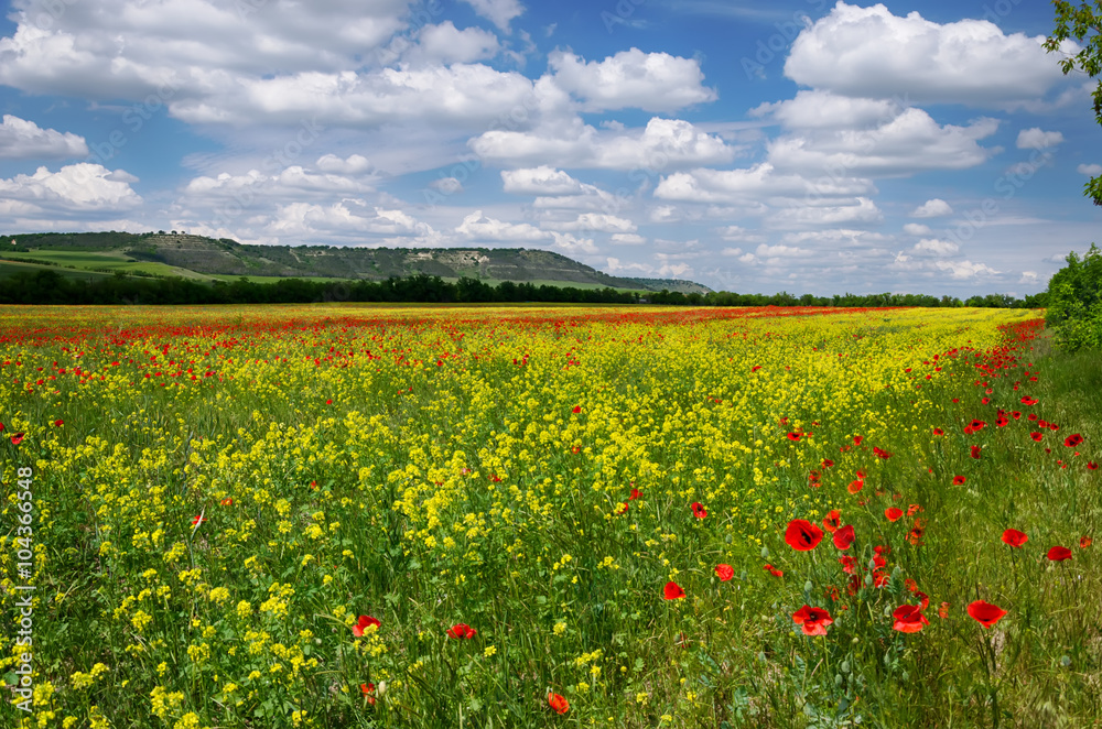 field with poppies and alfalfa