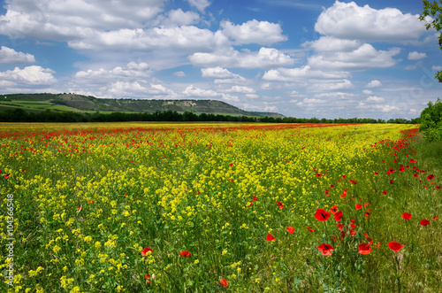 field with poppies and alfalfa