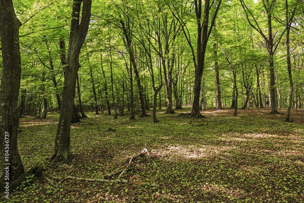 Sunny spring forest Sunny spring forest