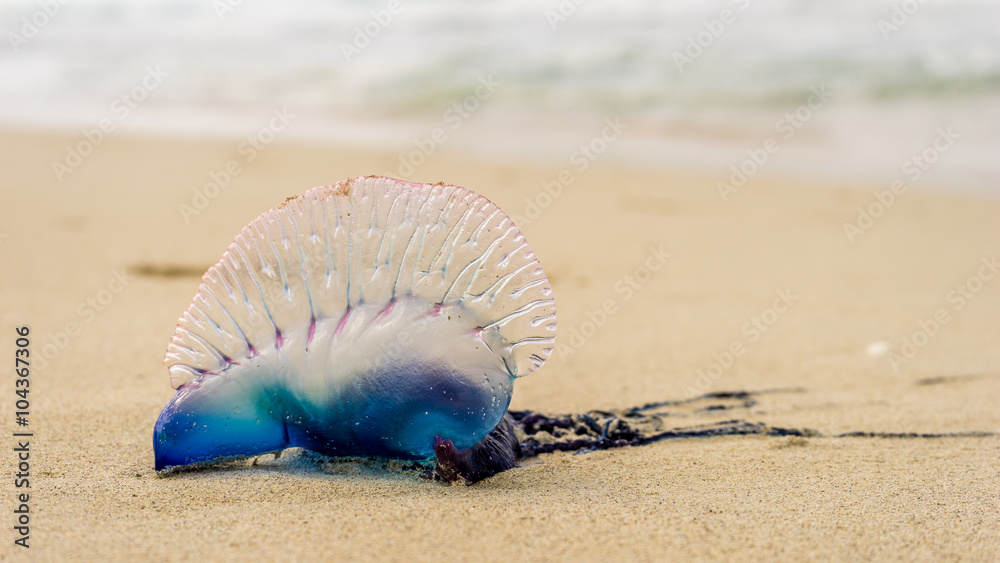 Obraz premium Portugalska łódź, meduza