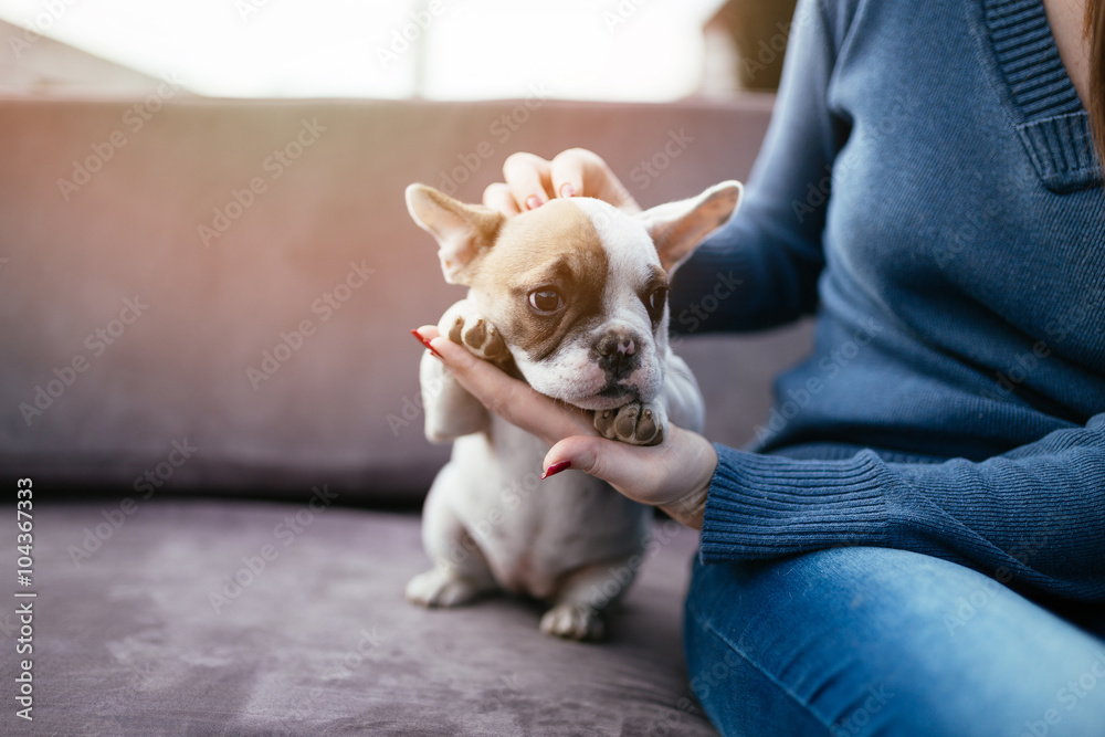 Young casually dressed woman sitting in cafe with her adorable French bulldog puppy. Close up shot with wide angle lens. Young casually dressed woman sitting in cafe with her adorable French bulldog puppy. Close up shot with wide angle lens.
