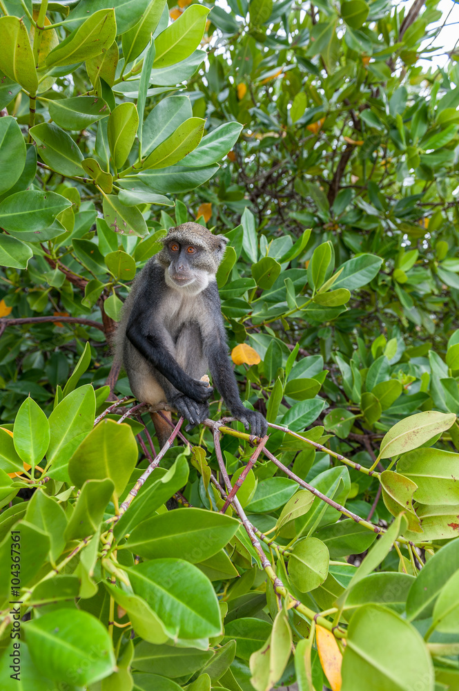 Obraz premium monkeys
