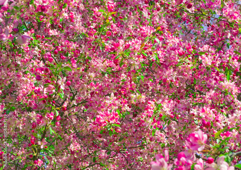Fototapeta premium Blossoming pink park tree background