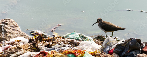 Indian Long-billed Dowitcher, wading in water surrounded by human garbage waste. These birds are struggling to survive due to result of pollution in their feeding ground.