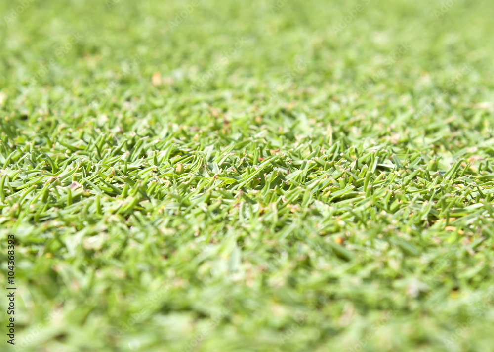 Naklejka premium grass