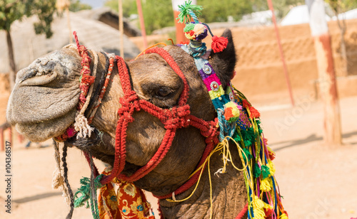 Indian, Rajasthani camel covered in decorative threads.