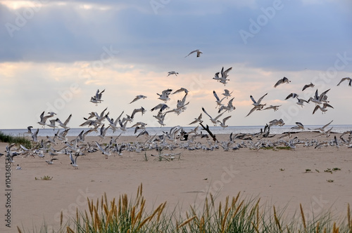 Gulls in the sky  beach  Baltic Sea