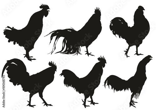 Silhouettes of roosters.