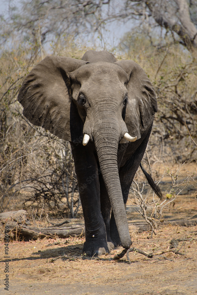 Fototapeta premium Wilder Elephant