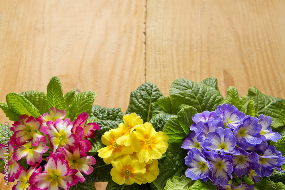Colorful primula flowers isolated . Colorful primula flowers isolated .