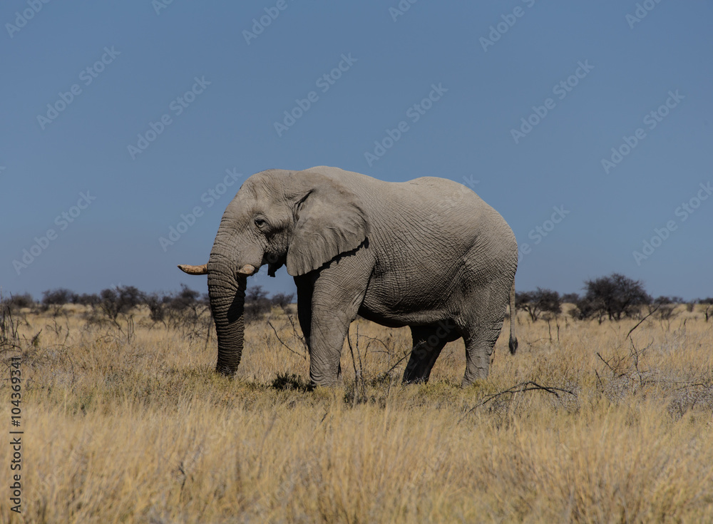 Wilder Elephant