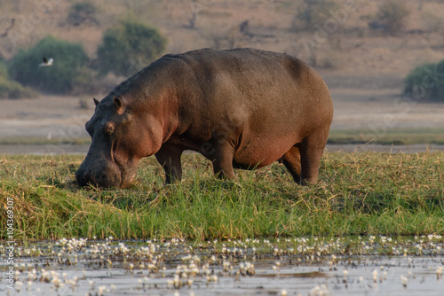 Hippo in the eat
