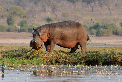 Hippo smiling