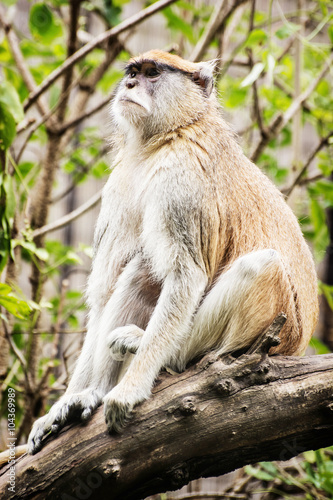 Patas monkey - Erythrocebus patas - sitting on the branch photo
