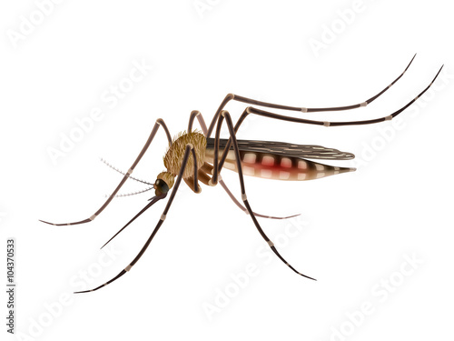 Mosquito realistic illustration