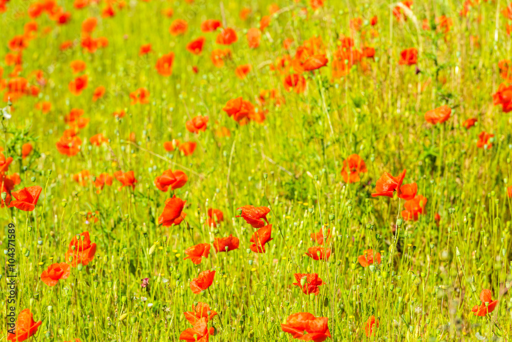 Red poppies in a summer meadow on sunny day