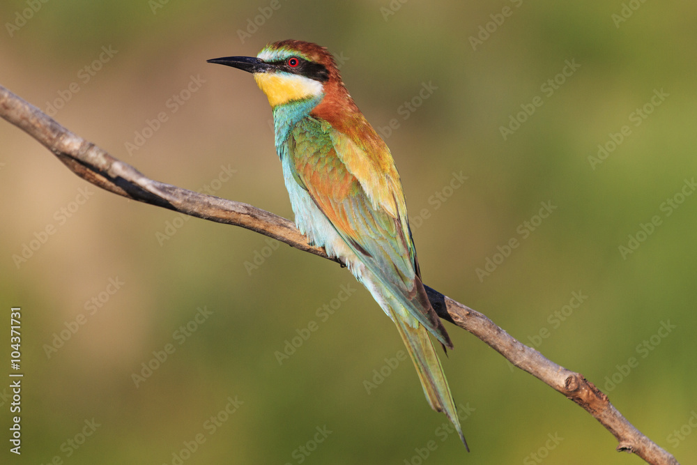 paradise bird on a branch/paradise bird on a branch Bee eater ,day light paradise bird on a branch/paradise bird on a branch Bee eater ,day light