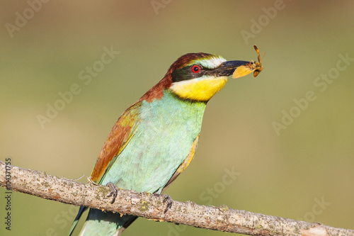 portrait colored birds/portrait colored bird with a butterfly in its beak