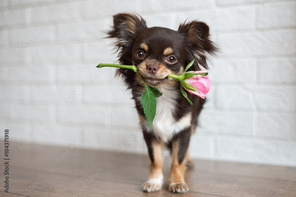 chihuahua dog standing with a pink rose - obrazy, fototapety, plakaty 