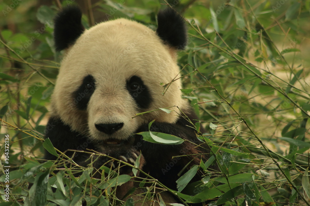 Obraz premium Panda