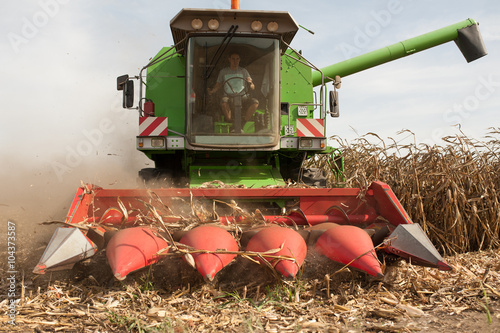 Corn harvesting time