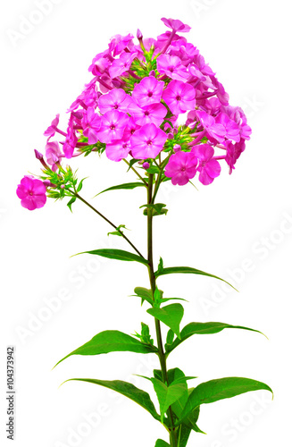 Beautiful branch of phlox flowers with leafs