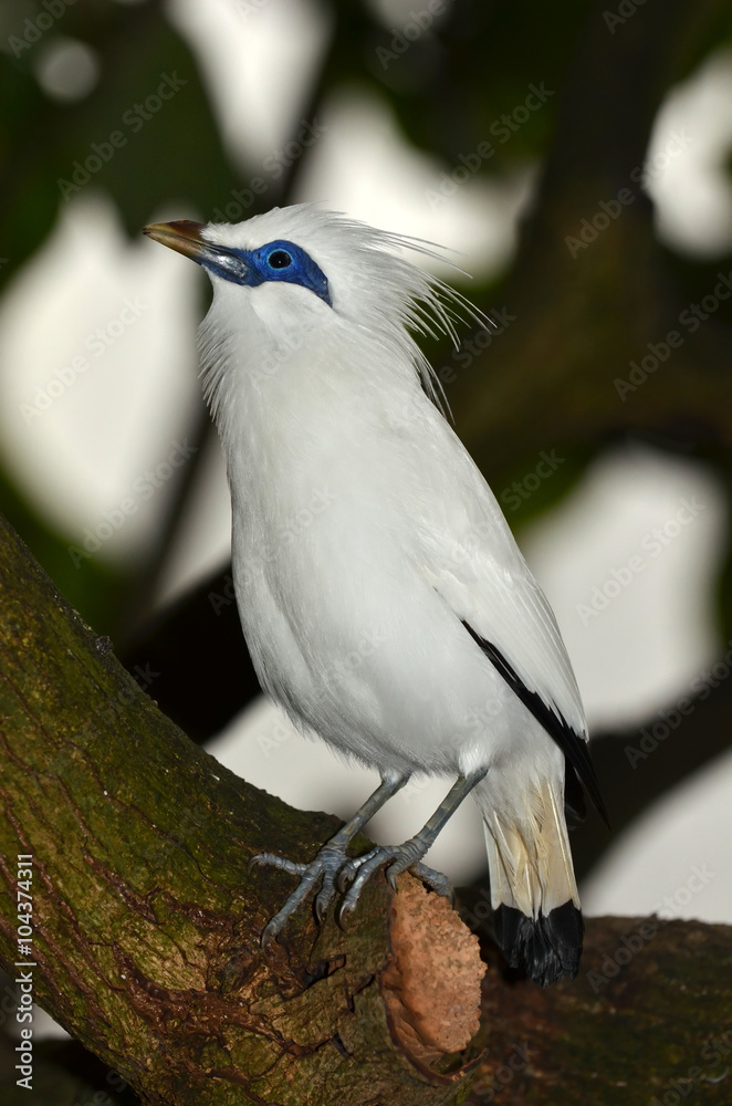 Critically Endangered Bali Starling singing