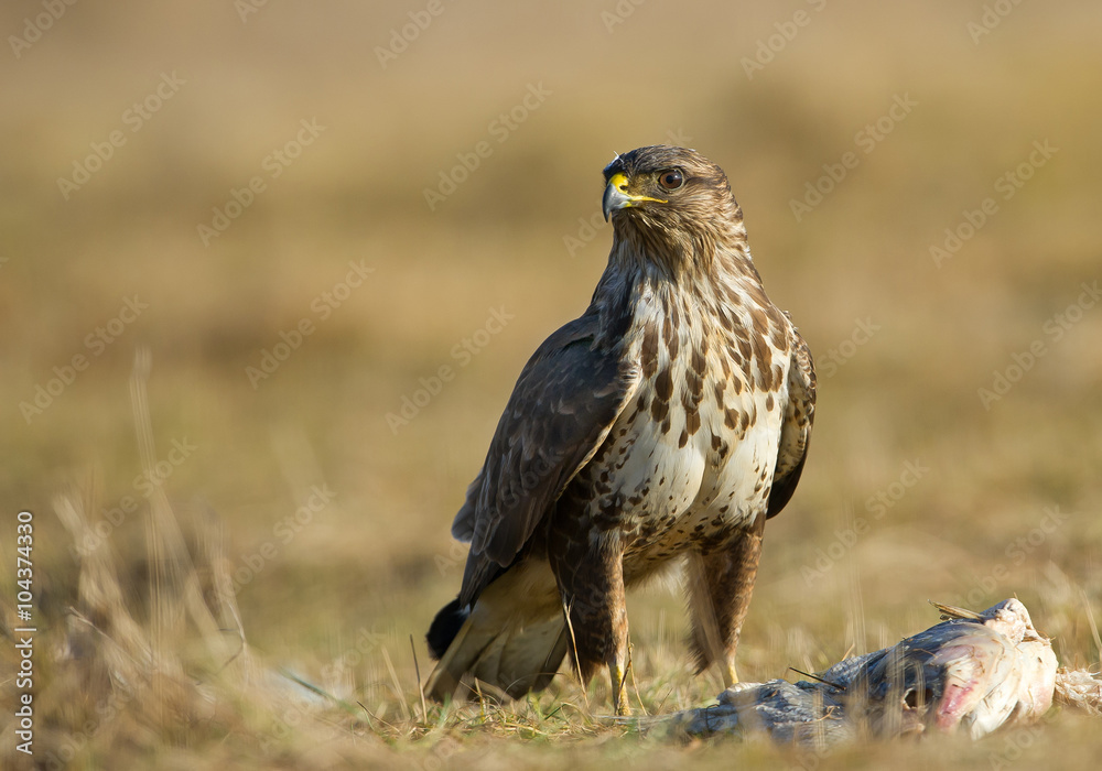 Common buzzard standing besides fish carcas, clean yellow background, Hungary, Europe Common buzzard standing besides fish carcas, clean yellow background, Hungary, Europe