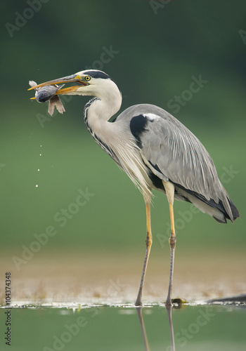 Grey heron with fish in the beak, clean green background, Hungary, Europe