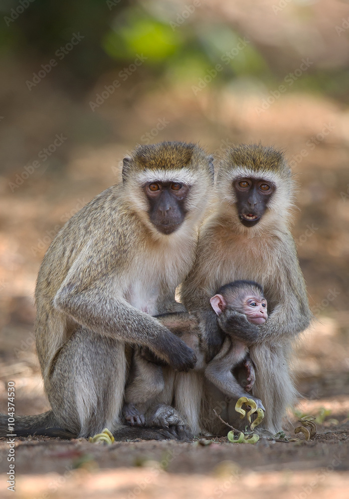 Naklejka premium Pair of velvet monkeys sitting on the ground, taking care of their baby, Tanzania, Afriva