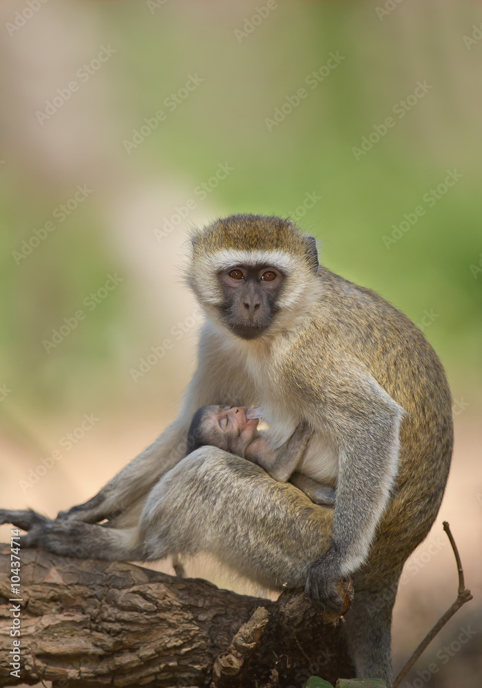 Velvet monkey sitting on the ground, feeding baby, clean background, Tanzania, Afriva Velvet monkey sitting on the ground, feeding baby, clean background, Tanzania, Afriva