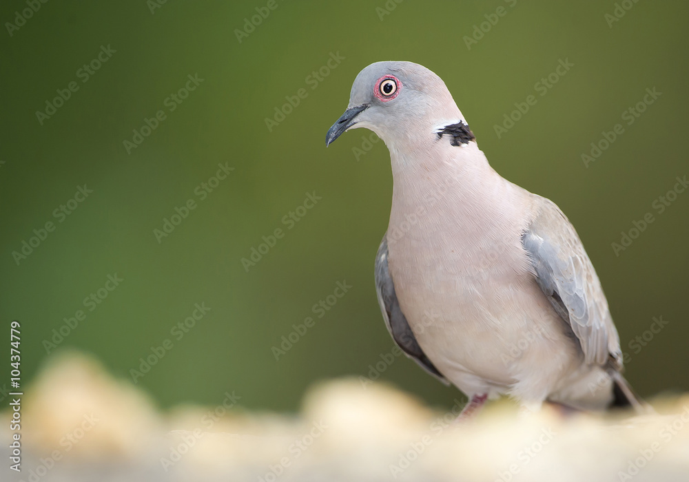 Red eye dove standing on the rock, with clean green background, Kenya, Africa Red eye dove standing on the rock, with clean green background, Kenya, Africa