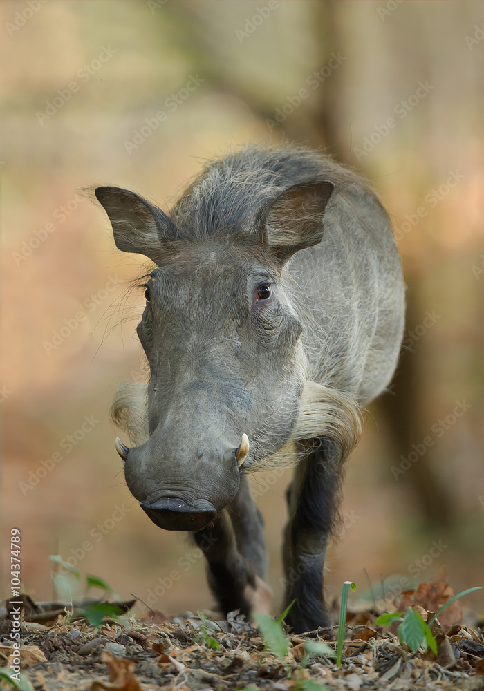 Desert warthog front view, with clean background, Tanzania, Africa Desert warthog front view, with clean background, Tanzania, Africa